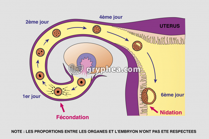 Fécondation et nidation chez la femme - gryphea.org